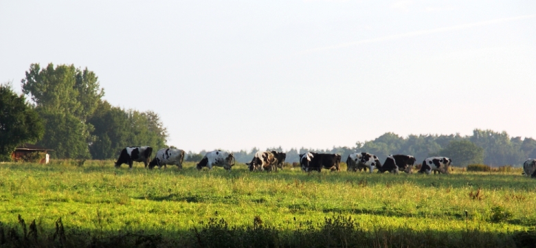 Kühe auf Weide